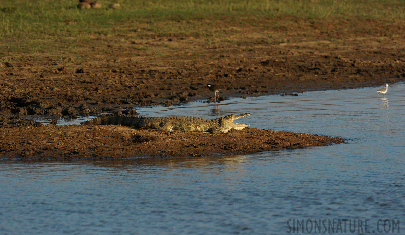 Crocodylus palustris [550 mm, 1/2500 Sek. bei f / 8.0, ISO 1600]